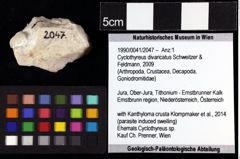 Foto (Objket + Etiketten) von Cyclothyreus divaricatus (Schweitzer & Feldmann, 2009) 